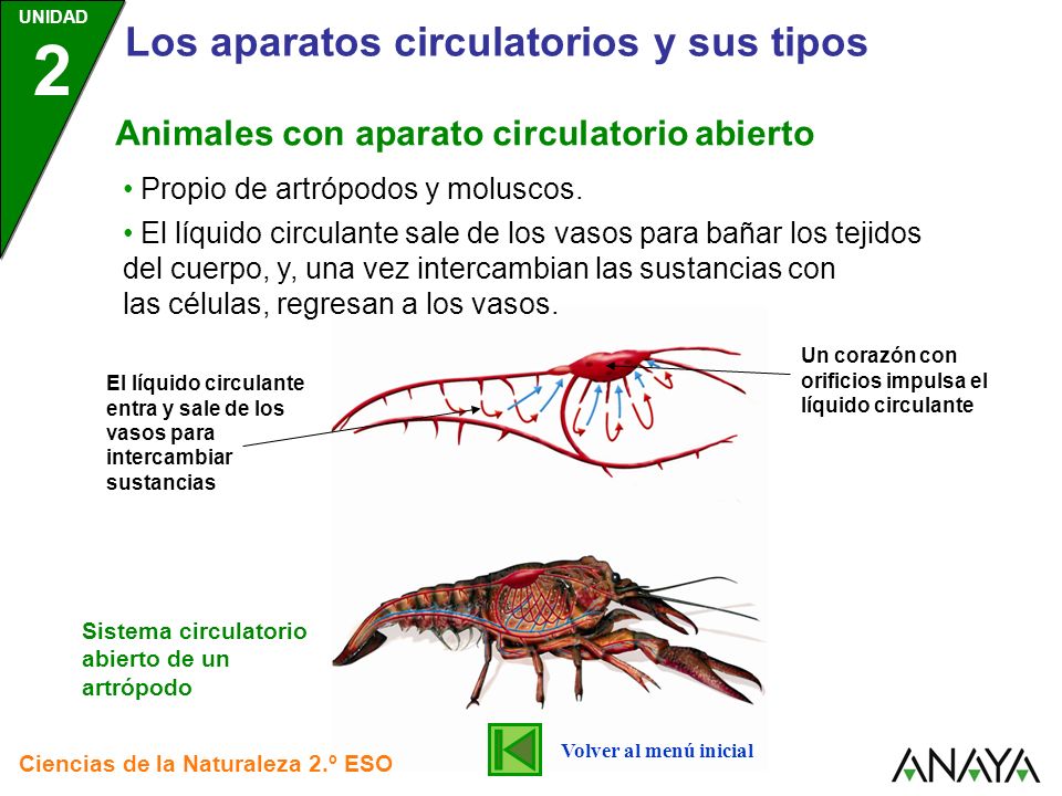 Animales sistema en circulatorio abierto
